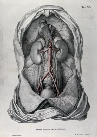 Dissection of the abdomen of a man, with the arteries and blood vessels indicated in red