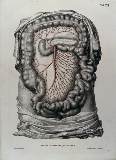 Dissection of the abdomen, showing the intestines and mesentery (?), with the arteries and blood vessels indicated in red
