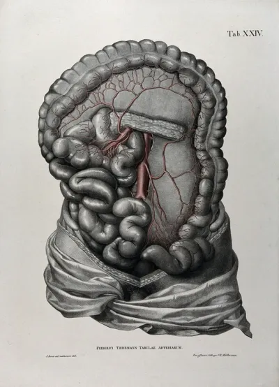 Dissection of the abdomen, showing the intestines, with the arteries and blood vessels indicated in red