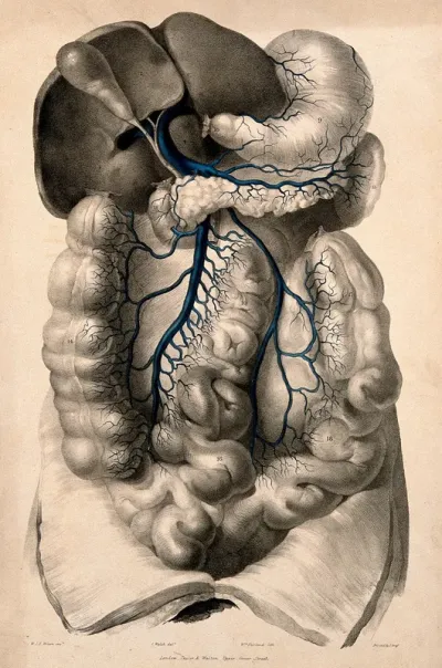 Dissection of the abdomen showing the portal vein