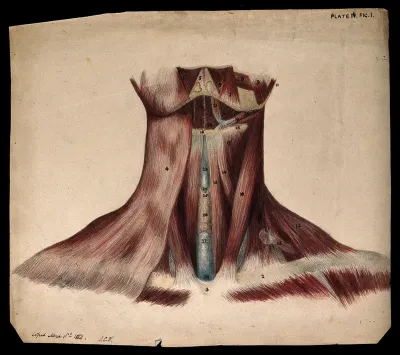 Dissection of the back of the neck