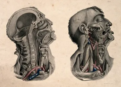 Dissection of the head and neck: two figures