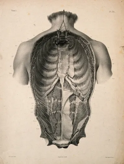 Dissection of the human trunk, showing the dorsal rami of spinal nerves