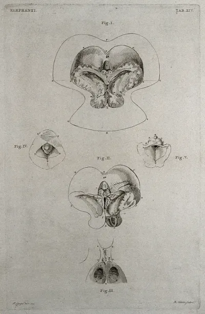 Dissection of the internal organs (brain?) of an elephant: five figures