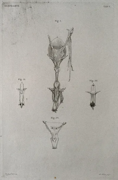 Dissection of the internal organs of an elephant: four figures