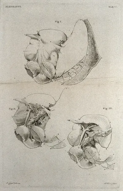 Dissection of the internal organs of an elephant: three figures