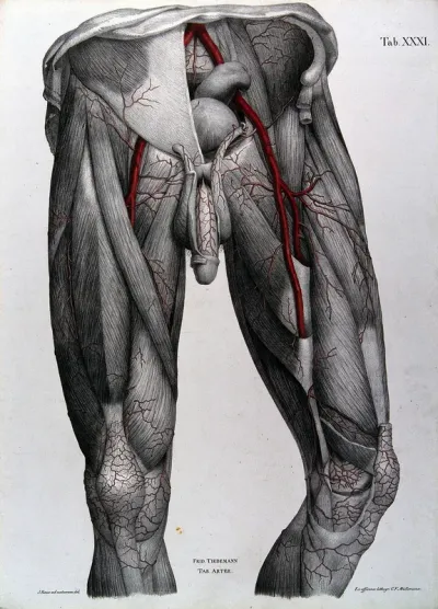 Dissection of the male genitalia, lower abdomen and thighs, with the arteries and blood vessels indicated in red
