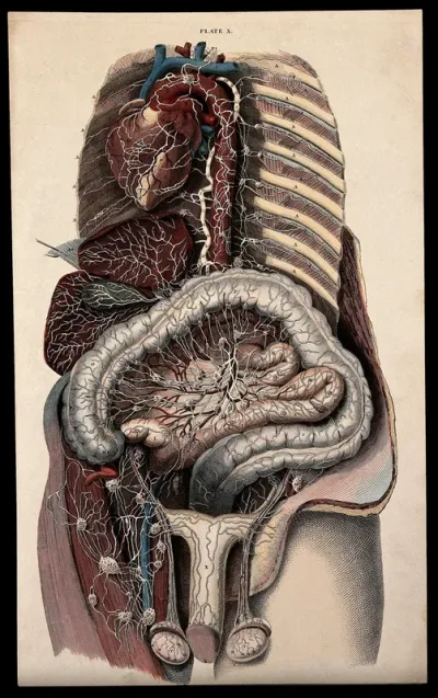 Dissection of the male thorax and abdomen, showing the internal organs, including the heart, liver, intestines and reproductive organs