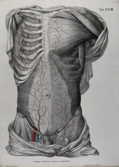 Dissection of the male torso, showing the muscles, bones and lymph nodes, with the arteries, blood vessels and veins indicated in red and blue