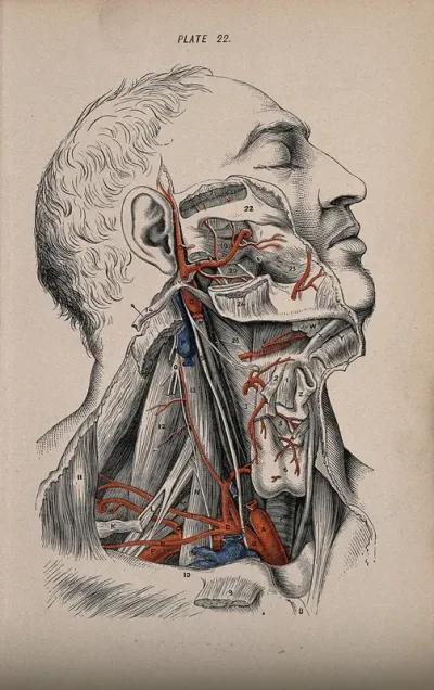 Dissection of the neck and cheek