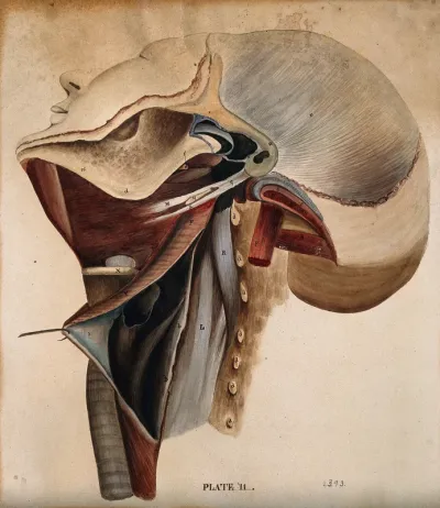 Dissection of the neck