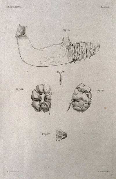 Dissection of the reproductive organs (?) of a male elephant: five figures
