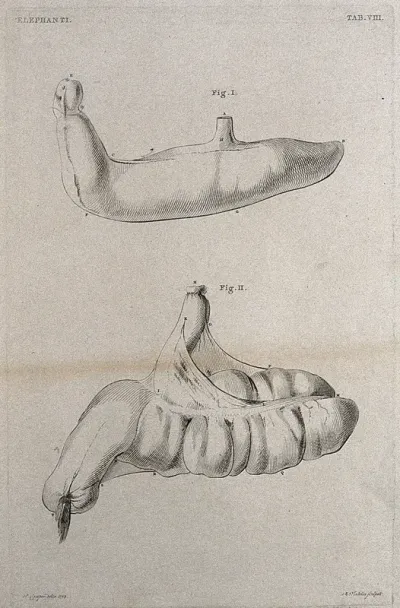 Dissection of the reproductive organs (?) of a male elephant: two figures