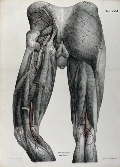 Dissection of the thighs and buttocks of a man, with the arteries and blood vessels indicated in red