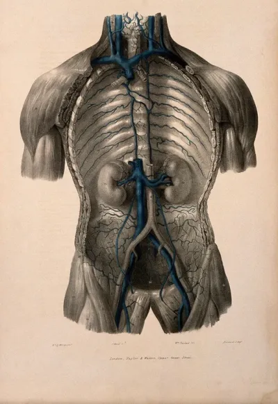 Dissection of the thorax showing the vena cava and azygos vein