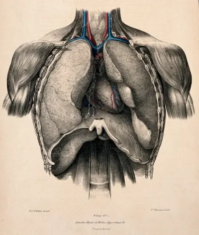 Dissection of the thorax showing veins and lymphatic vessels