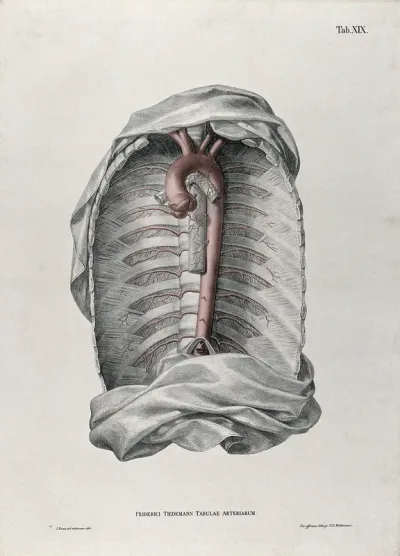 Dissection of the thorax, with the aortic arch, arteries and blood vessels indicated in red