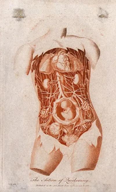 Dissection of the torso of a pregnant woman, showing the internal organs and the foetus