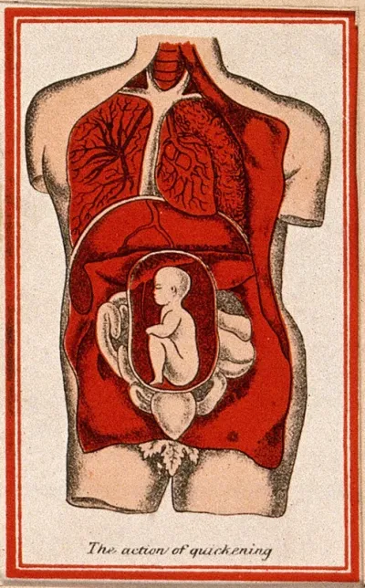 Dissection of the torso of a pregnant woman