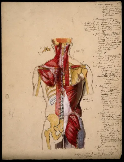 Dissection of the trunk: back view, showing the bones and muscles, with a detail of a vertebra