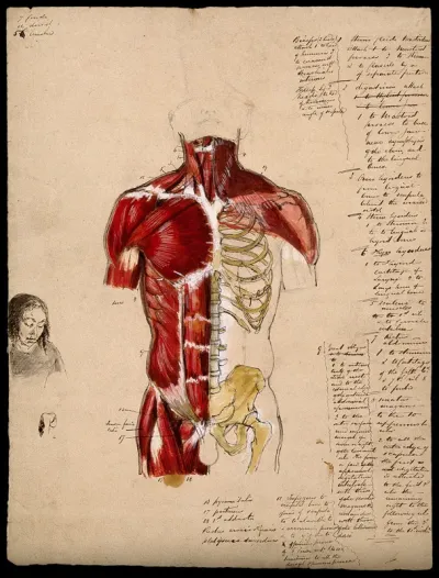 Dissection of the trunk: front view, showing the bones and muscles, with a small sketch of a woman's face