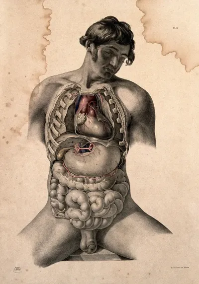 Dissection of the trunk of a seated man