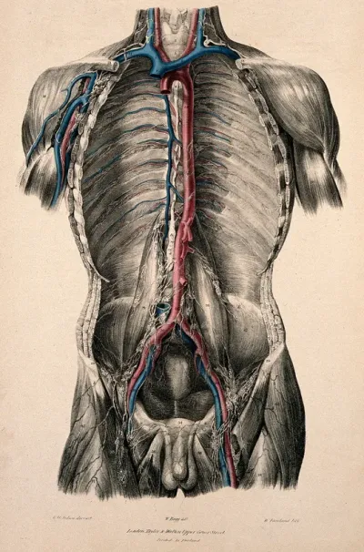 Dissection of the trunk showing lymphatic and blood vessels