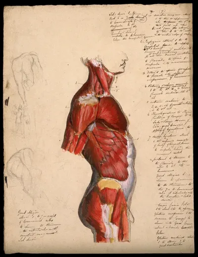 Dissection of the trunk: side view, showing the bones and muscles, with small pencil sketches of a nude in various poses