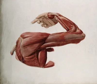 Dissection showing the muscles of the arm and shoulder, back view, with elbow and wrist flexed