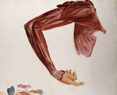 Dissection showing the muscles of the arm and shoulder, front view, with elbow and wrist flexed