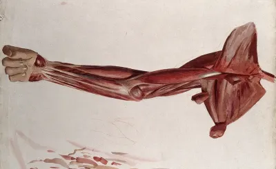 Dissection showing the muscles of the arm and shoulder, front view
