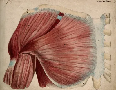 Dissection showing the shoulder and chest muscles: view of the pectoral and the deltoid muscles
