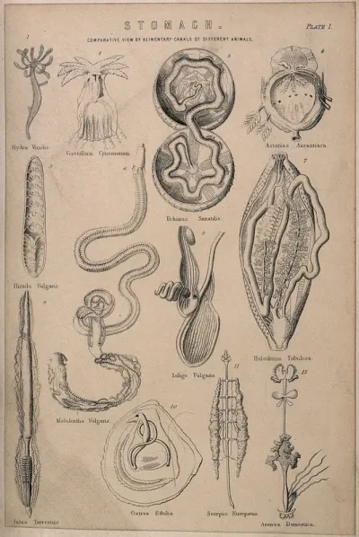 Dissections comparing the stomachs of various species of animal: twelve figures