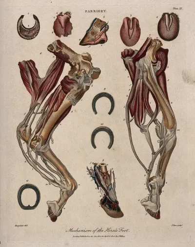 Dissections of a horse's leg and foot: eleven figures, showing the muscles and blood-vessels of the foot, with examples of horseshoes