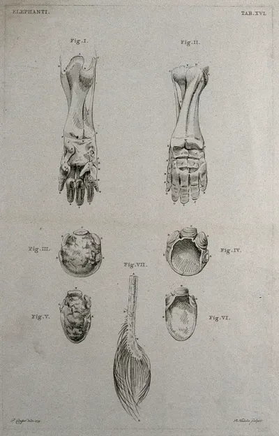 Dissections of an elephant's foot and tail: seven figures