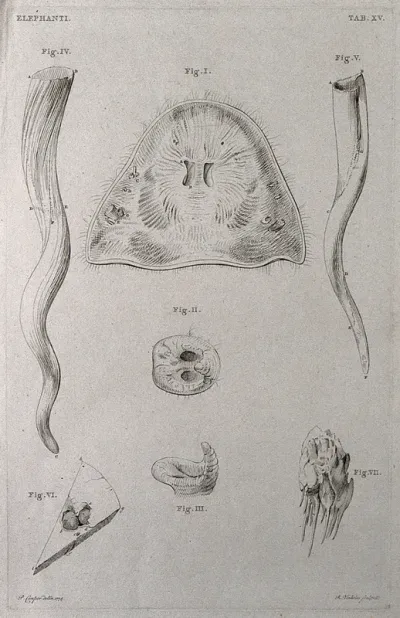Dissections of an elephant's trunk and tusks: seven figures