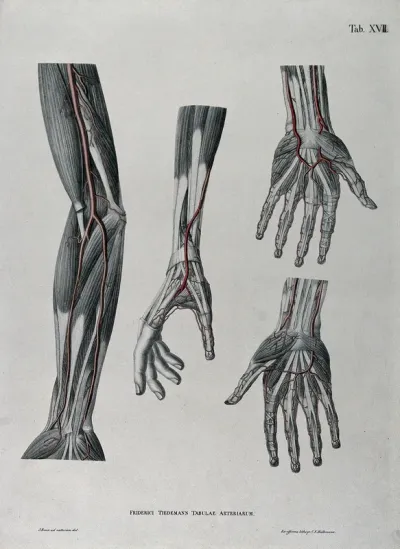 Dissections of the arm and hand; four figures, with the arteries and blood vessels indicated in red