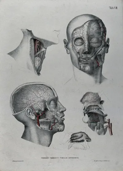 Dissections of the face, neck and jaw: five figures, with the arteries and blood vessels indicated in red