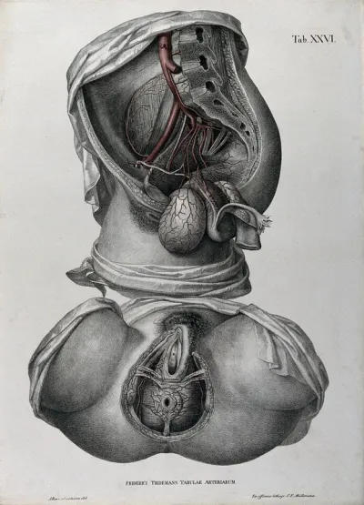 Dissections of the female anus and urogenital system: two figures, with the arteries and blood vessels indicated in red