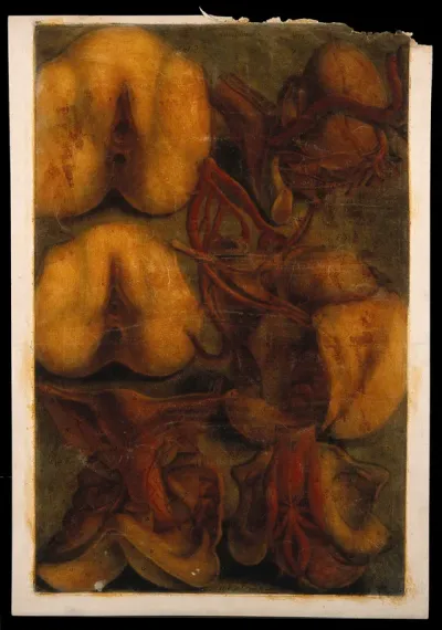 Dissections of the female urogenital system: six figures