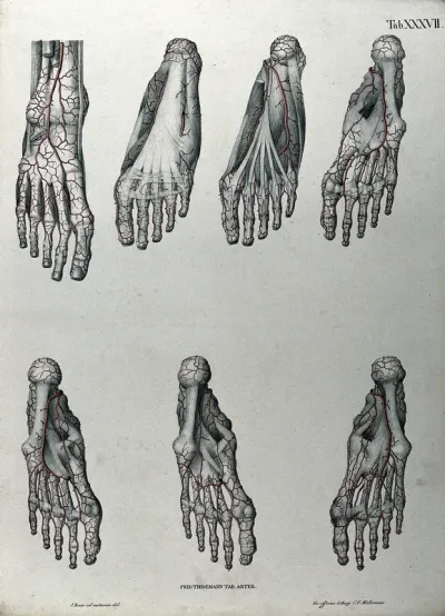 Dissections of the foot: seven figures, with the arteries and blood vessels indicated in red