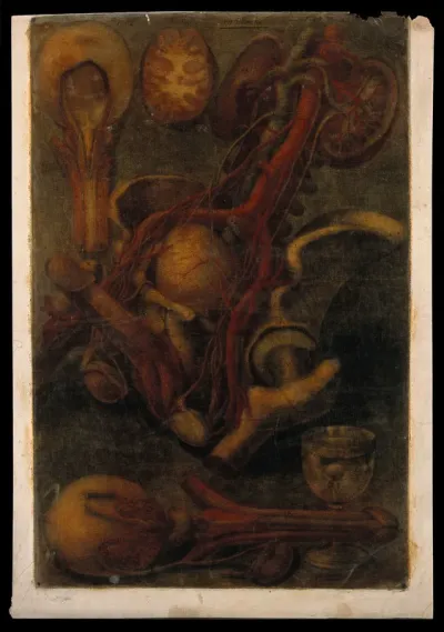 Dissections of the male urogenital system