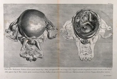 Dissections of the pregnant uterus at five months: two figures