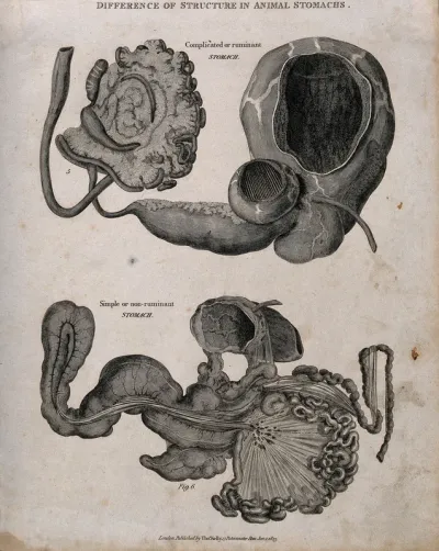 Dissections of two animal stomachs: one ruminant, the other non-ruminant