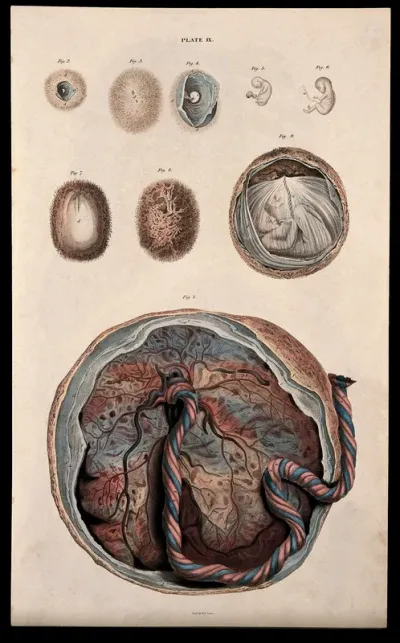 Dissections showing the development of the foetus, from embryo to the latter stages of pregnancy: Nine figures, including an illustration of the placenta within the uterus, with umbilical cord attached