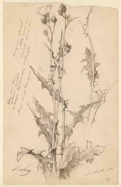 Distel