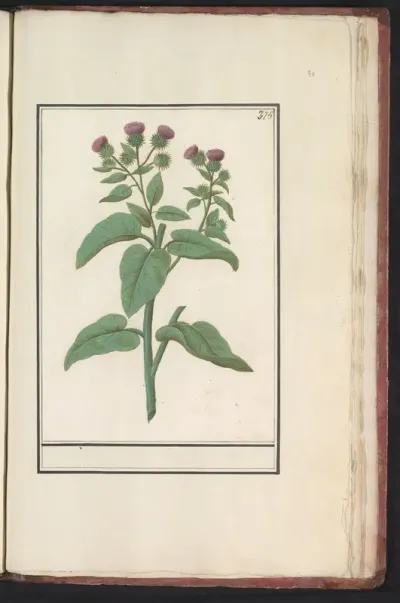 Distel (Carduus)