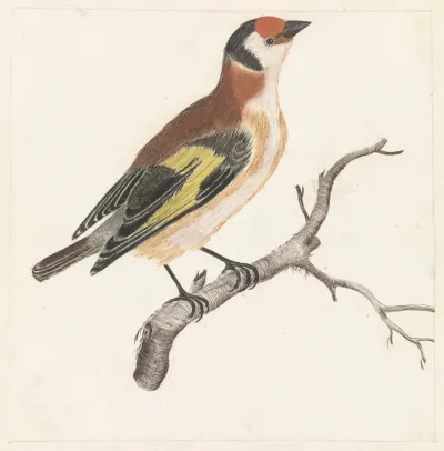 Distelvink op een tak