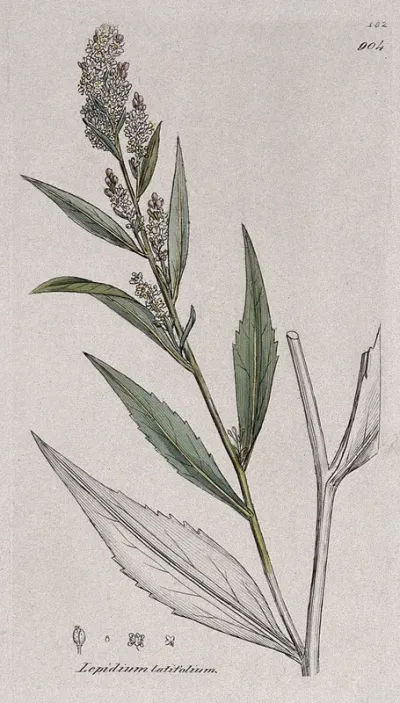 Dittander (Lepidium latifolium): flowering stem and floral segments