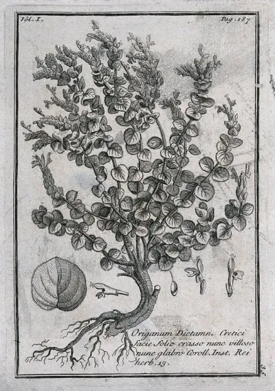 Dittany (Origanum dictamnus): flowering plant with leaf and floral segments
